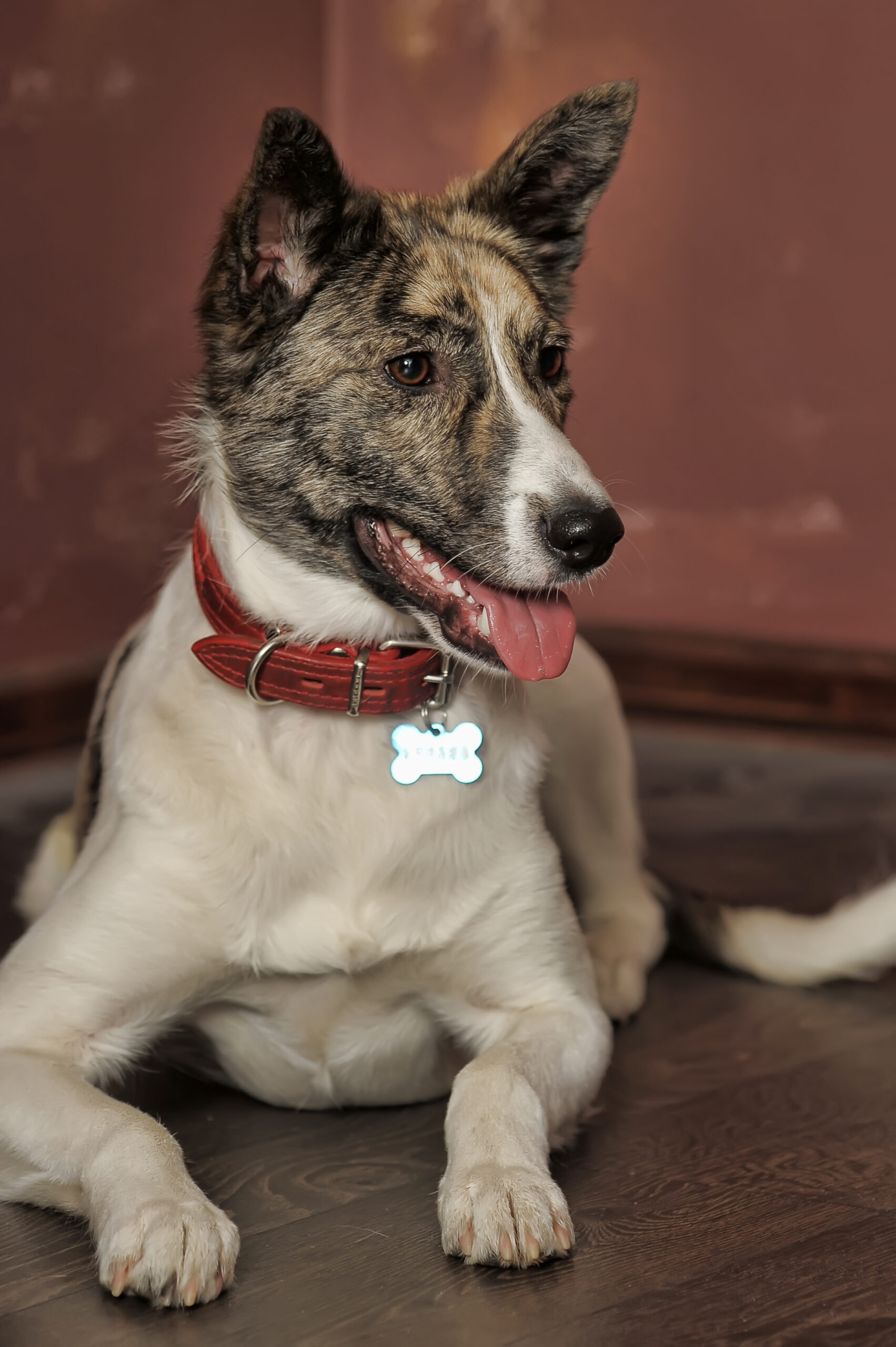 Chien avec son collier et sa médaille personnalisée